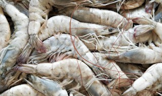 冻虾怎么烧才饱满好吃 冻虾如何烧才饱满好吃