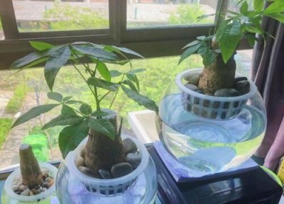 怎样水培发财树视频教程 水培发财树视频怎么养才能更旺盛