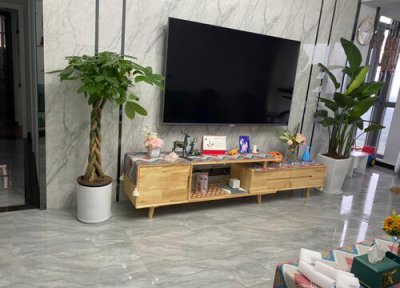 发财树怎么养才茂盛叶子油亮 夏季如何养护发财树叶片长得油亮亮