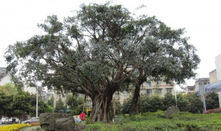 什么季节修剪榕树枝 哪个季节修剪榕树枝合适