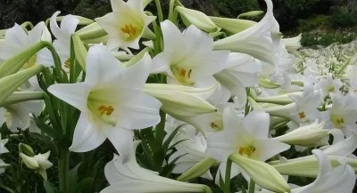 香水百合一年开几次花 香水百合开过花后还能再开吗