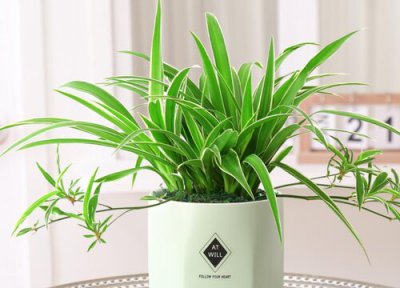 怎样才能让吊兰爆盆 吊兰爆盆之后怎么打理长出更多吊须