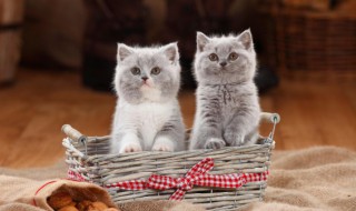 小猫口臭怎么办 小猫口臭如何处理