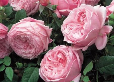 自由精神一年开几次花 是四季开花吗