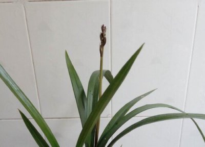 墨兰什么时候长芽 墨兰长了秋芽要不要抹掉