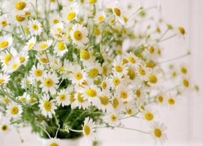 洋梗菊的花语是什么含义 开花的花语寓意 图片