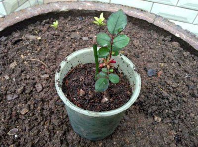 月季扦插怎样才算成活 怎样判断扦插月季生根成活了