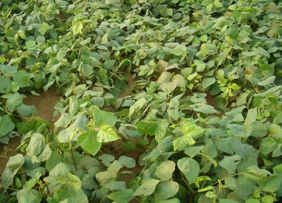 绿豆是植物吗 属于一年生的双子叶植物