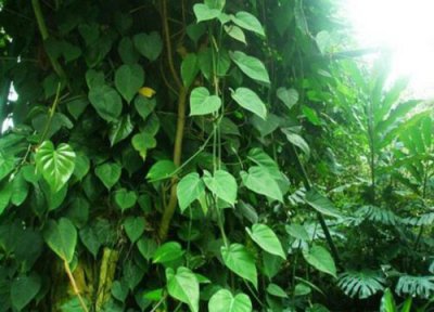 好养的植物盆栽有哪些 特别好养的绿植盆栽有哪些推荐?