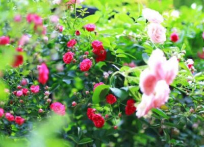 月季花高压繁殖的方法 月季花高压繁殖什么季节比较好