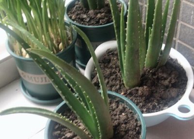 芦荟换盆时间和方法 芦荟什么时候才可以换盆?