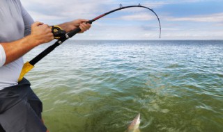 钓鱼怎样判断鱼情 判断鱼情的方法