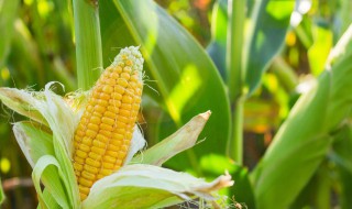 玉米种植新方法 人工抽穗玉米种植方法