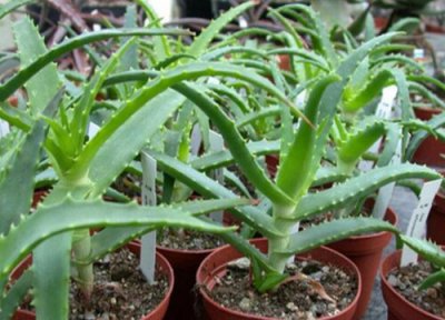 芦荟如何浇水越长越壮实 芦荟的养护技巧:控制好浇水量