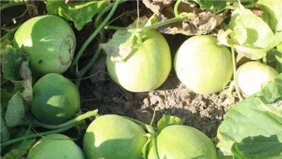 十大甜瓜品种大全介绍及图片 什么甜瓜品种最好吃最香甜