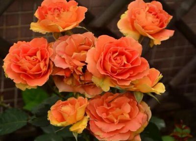 月季施肥有哪些禁忌 需要注意些什么