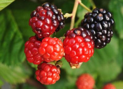 覆盆子简介 覆盆子和树莓的区别