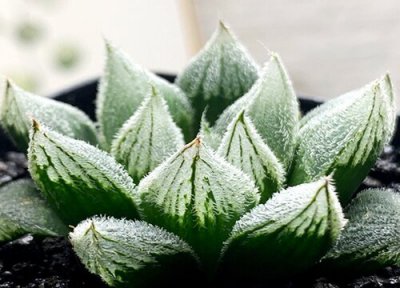 多肉植物玉露开花吗 多肉玉露开花了的好处和坏处