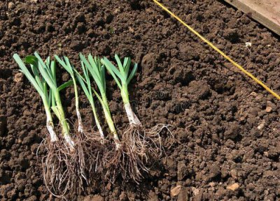 老根韭菜根移栽方法 老韭菜根移栽多久可以割