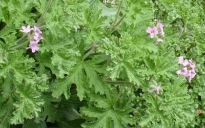 驱蚊的花有哪几种 养什么样的花可以驱蚊妙招