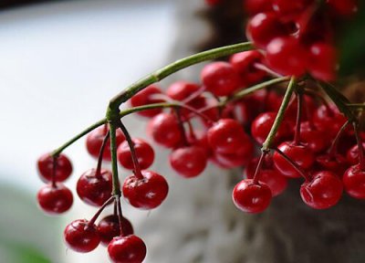 黄金万两的养殖方法 黄金万两的养殖方法和注意事项