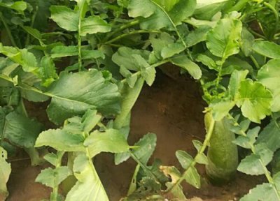 沙窝萝卜种植条件 沙窝萝卜种植时间和方法