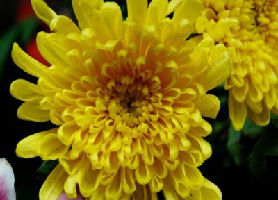 菊花什么时候开花季节 菊花开放、枯萎凋谢时间是几月