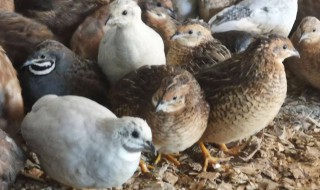 客厅适合养什么鸡 客厅适合养啥鸡