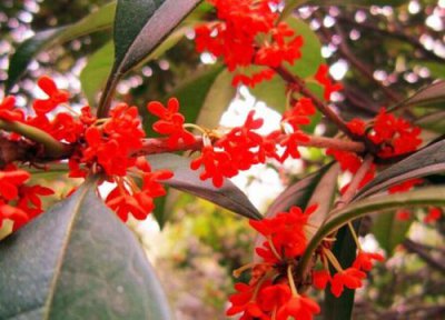 血桂什么时候开花 开花季节是几月份