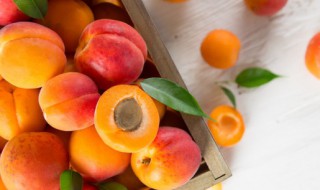 杏能冷冻保存吗 杏是否可以冷冻