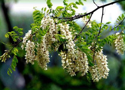 国槐会开花吗 国槐开花吗 开花什么颜色