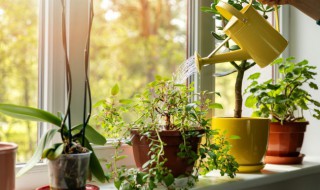 海棠叶子怎么养才能爆盆 海棠叶子如何养殖