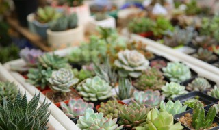 适合女人养的盆栽有哪些 适合女人养的盆栽有什么