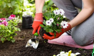 芍药盆栽春季管理方法 芍药盆栽春季怎么管理