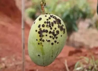 芒果种植中常见病害 芒果病虫害防治技术与方法措施