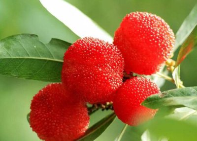 荸荠杨梅成熟时间 荸荠杨梅什么时候成熟