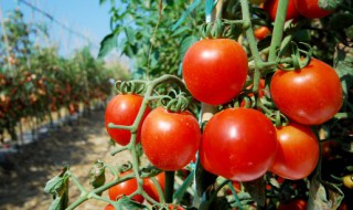 番茄保存的方法 番茄如何保存更好