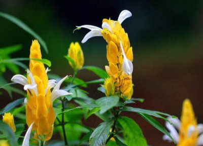 黄金塔的养殖方法 黄金塔的养殖方法和注意事项