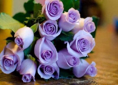 紫色玫瑰的花语是什么意思 淡紫色玫瑰花代表的象征寓意