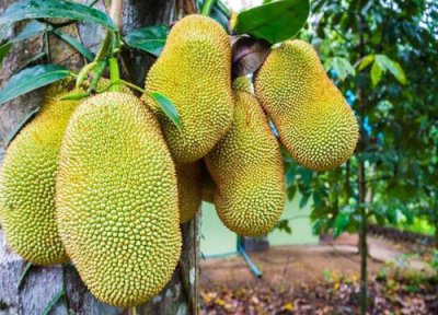 木菠萝简介 木菠萝和菠萝蜜的区别
