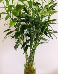 富贵竹怎么才能快速生根发芽 富贵竹如何养长得旺盛