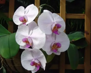 蝴蝶兰的寓意和象征意义 不同颜色蝴蝶兰的花语含义不同