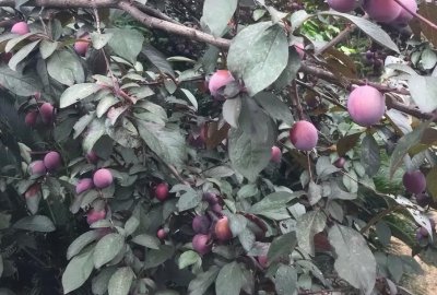 紫叶李的果子能吃吗 绿化带紫叶李的果实是什么水果