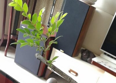 榕树什么时候移栽最好 榕树移栽的时间及注意事项