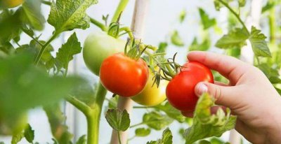 夏季如何种植番茄才能达到高产 番茄越夏高产栽培技术