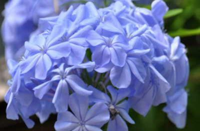 蓝花丹的养殖方法 蓝花丹的养殖方法和注意事项