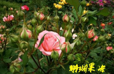 月季花怎样种植才能开花多 让盆栽月季长得好开更多花