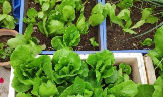 冬天怎么给小菜浇水 冬天如何给小菜浇水