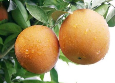 奉节脐橙成熟时间 奉节脐橙什么时候成熟