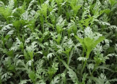 茼蒿一年四季都有吗 一般是几月份吃的